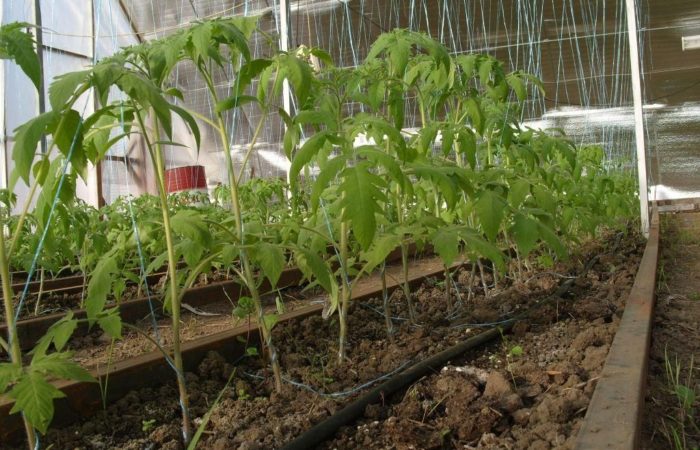 Temperatura vozduha i pochvy pri vyraschivanii rassady tomatov 1