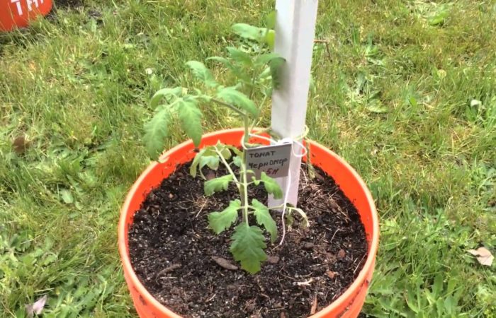 При какой температуре выращивать рассаду помидоров