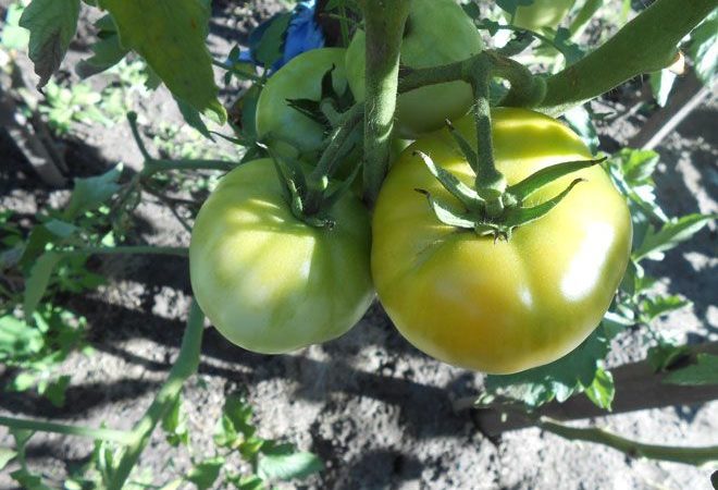 Недозревшие растущие помидоры на кустах