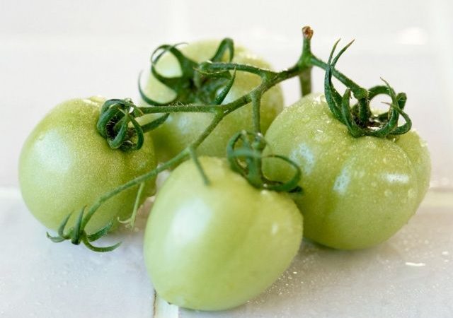 Четыре зеленых помидора с веткой