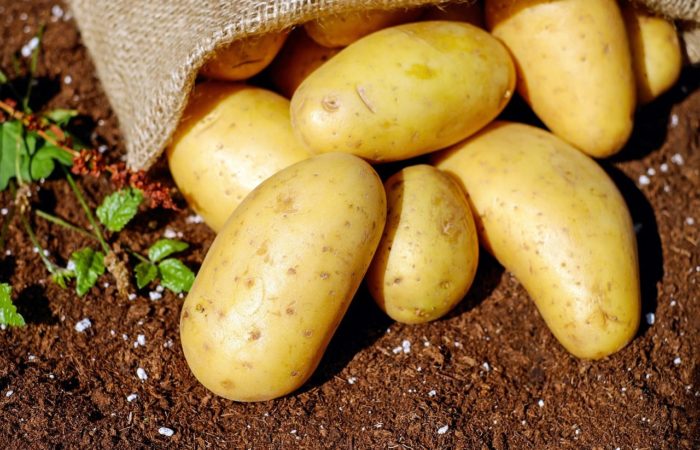 Температура хранения картофеля зимой и круглый год Оптимальный температурный режим для картофеля в овощехранилище