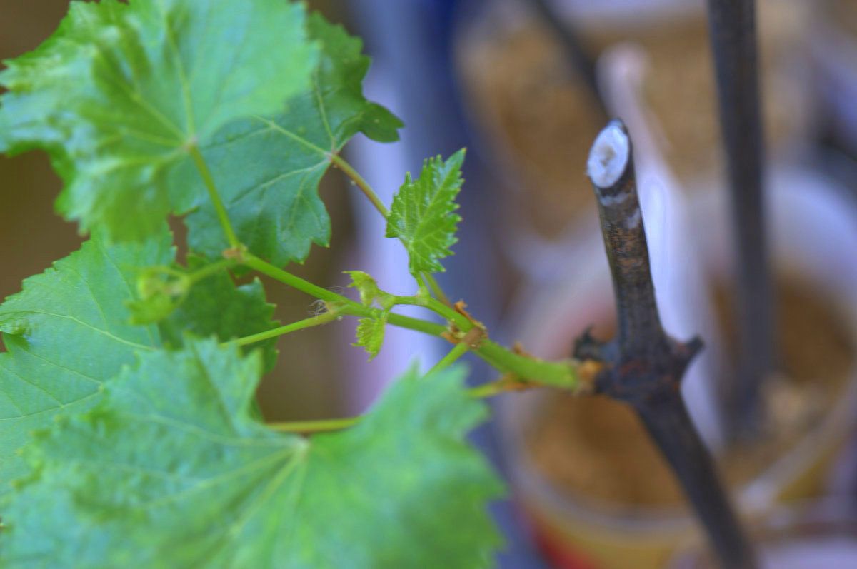Как сохранить черенки винограда для посадки весной