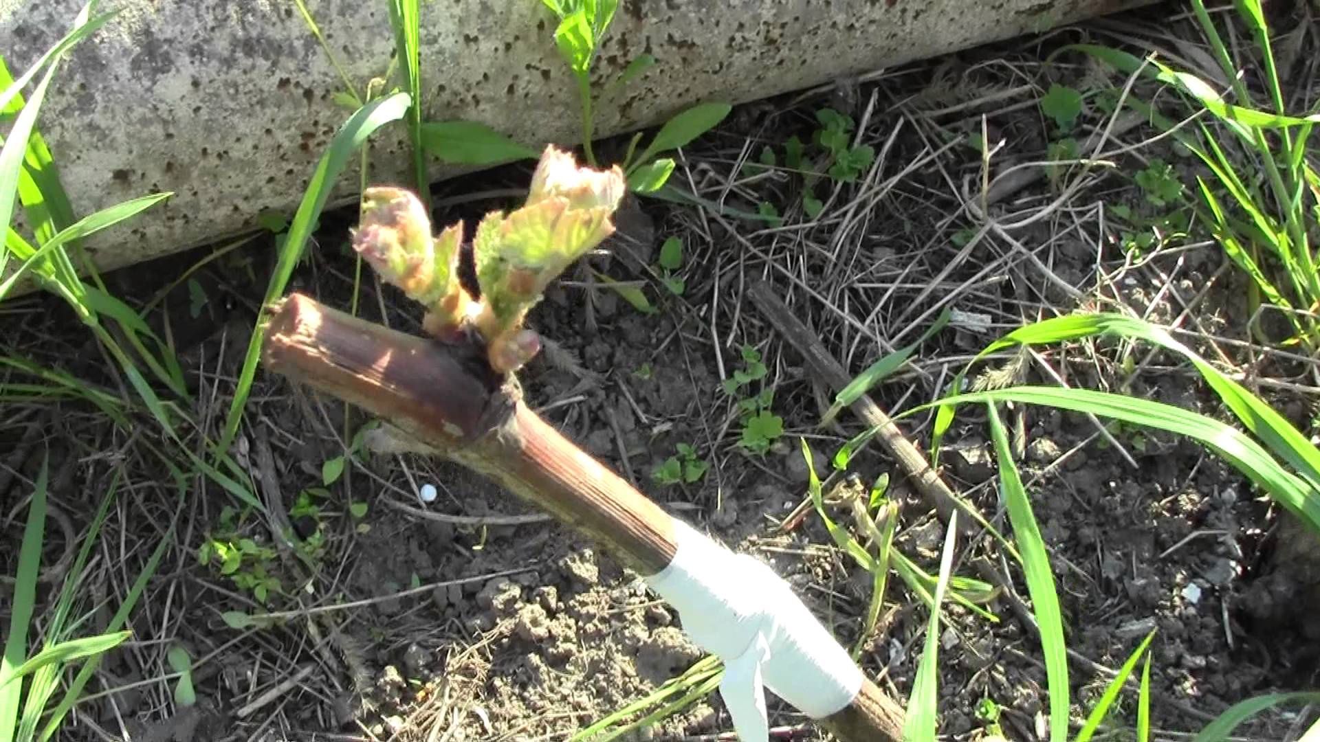 Железный купорос для винограда: применение, инструкция по обработке – как развести для опрыскивания весной