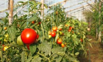 Растущие помидоры в теплице