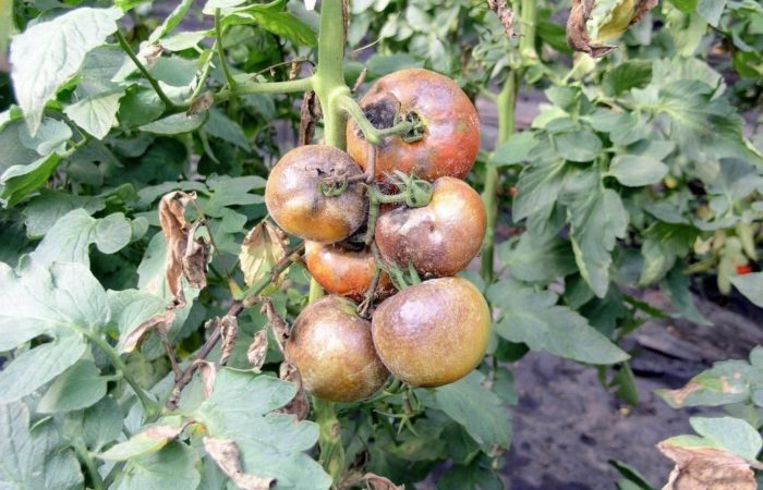 Гнилые томаты на ветках