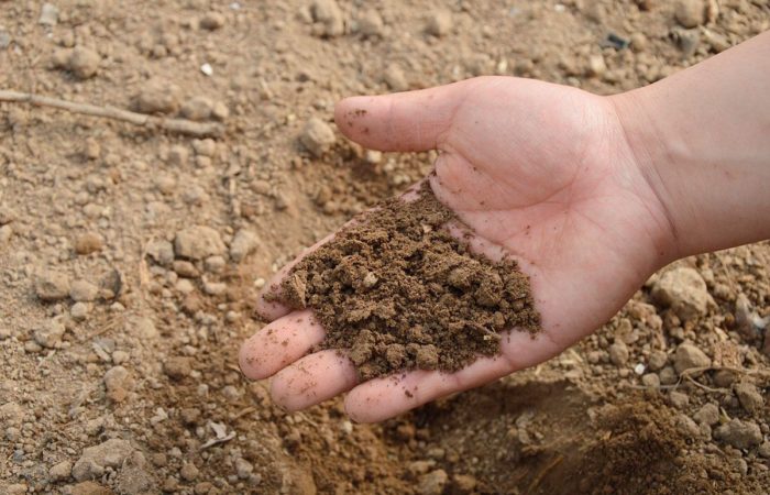 Посадка картофеля: температура почвы и воздуха — важные факторы, влияющиена всхожесть и урожайность