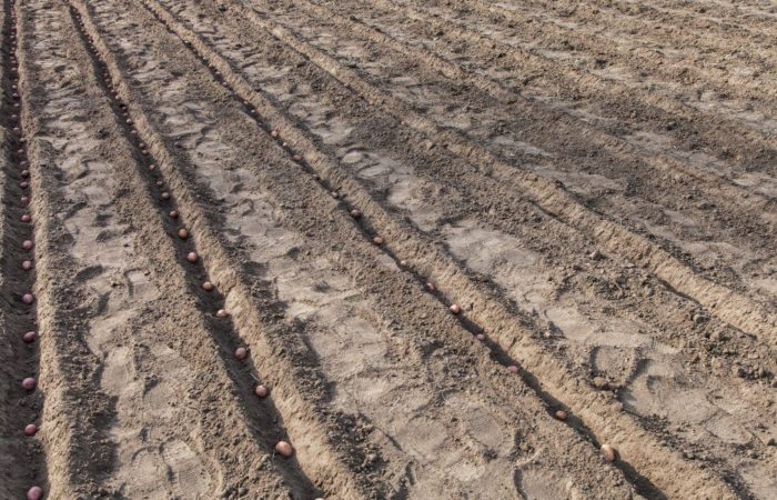 Посадка картофеля: температура почвы и воздуха — важные факторы, влияющиена всхожесть и урожайность