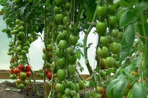 Зеленые растущие в теплице томаты Бенито