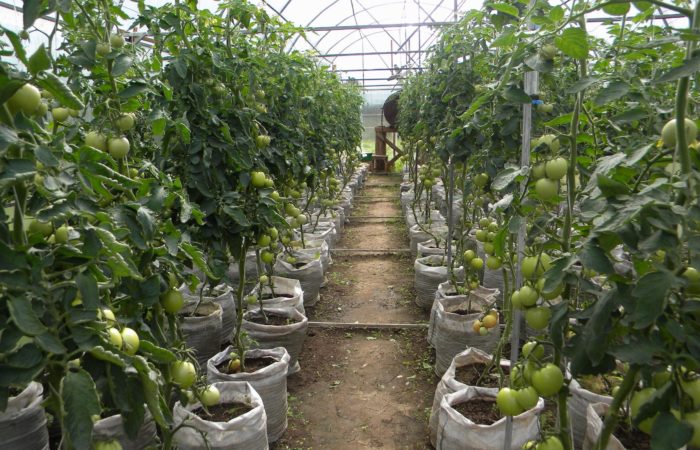 vyraschivanie tomatov v meshkah 1