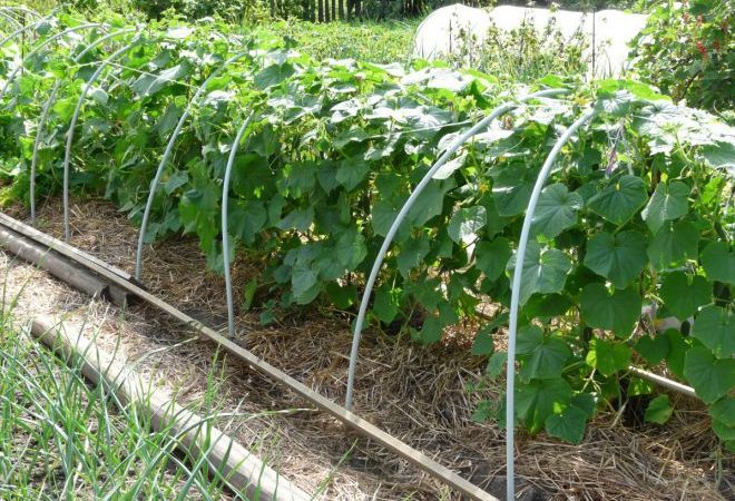 Как подвязывать огурцы, чтобы получить щедрый урожай: подходящие материалыи способы для теплиц и открытого грунта