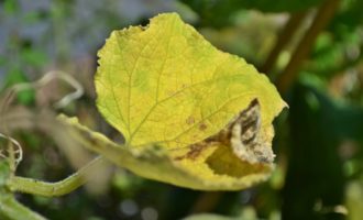 Желтый огуречный лист