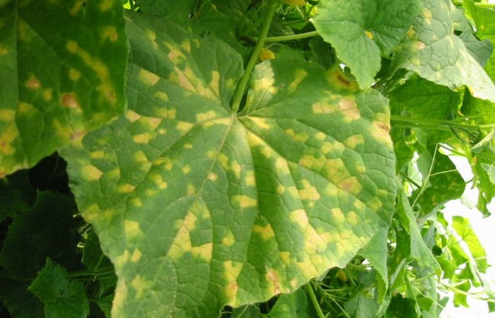 Огуречный лист с желтой крапинкой