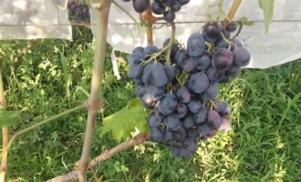 Ветка черного винограда