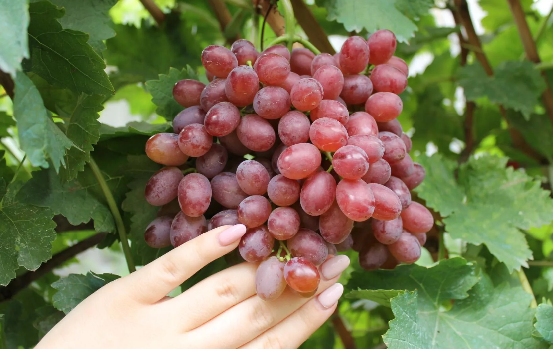 Открыты сорта винограда для Подмосковья