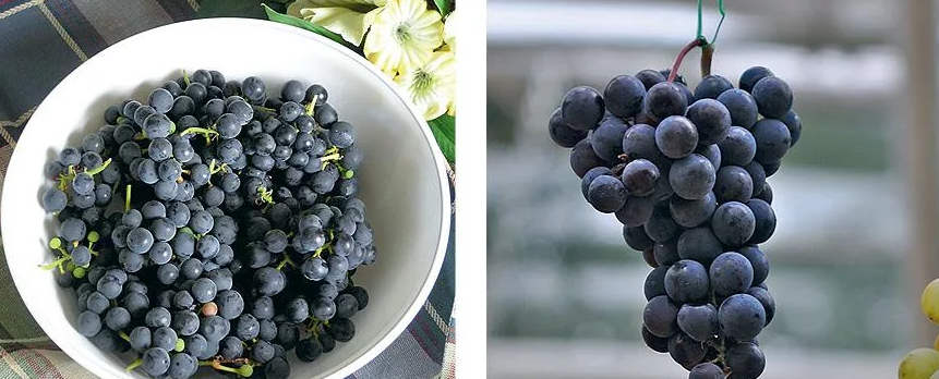 Сорта неукрывного винограда для Подмосковья