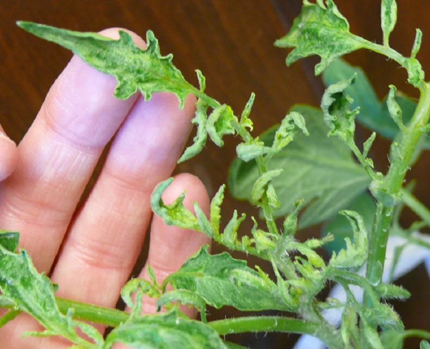 Заболевания рассады помидоров и их лечение фото