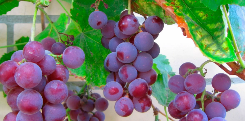 Открыты сорта винограда для Подмосковья