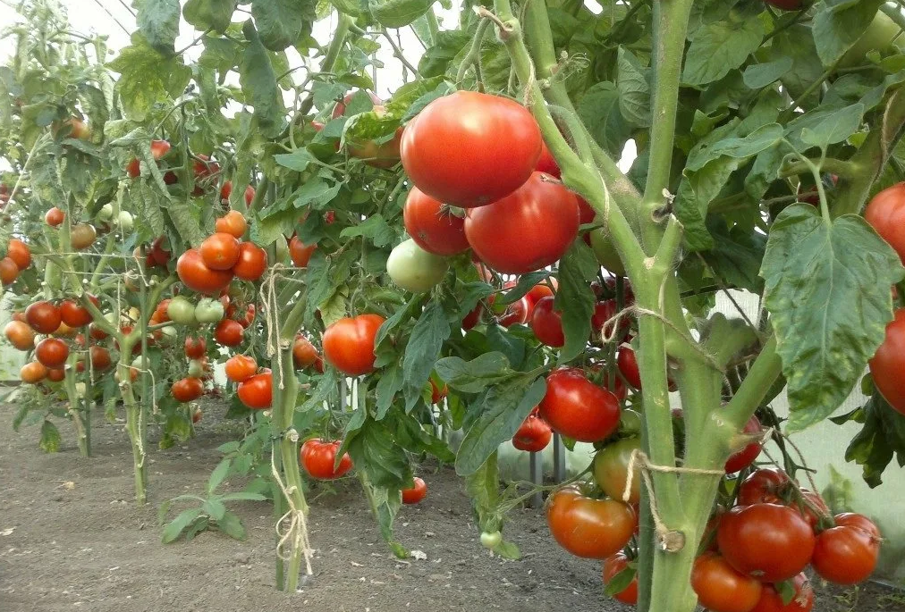 Фитофтора на помидорах: признаки, лечение и профилактика