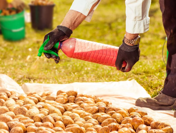Эффективная борьба с колорадским жуком на картофеле