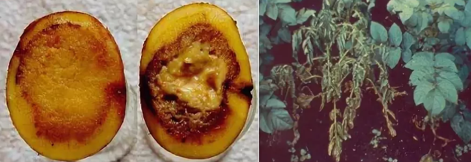 Сорт картофеля Гала: характеристики и особенности выращивания