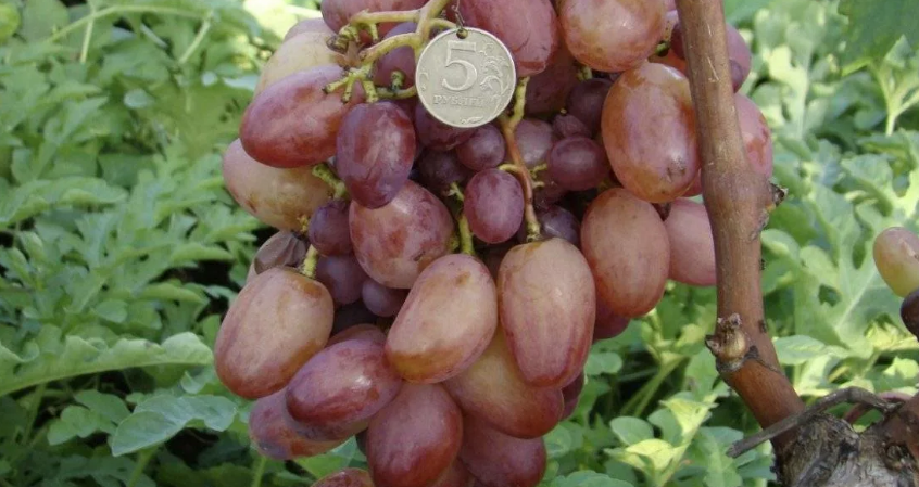Сорта неукрывного винограда для Подмосковья