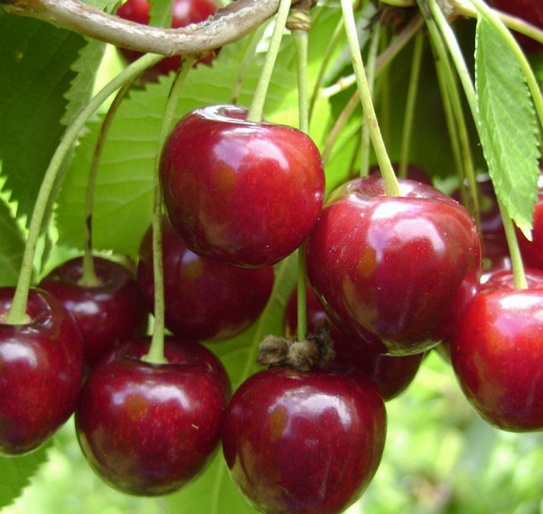 Сорта вишни, устойчивые к коккомикозу и монилиозу для Подмосковья