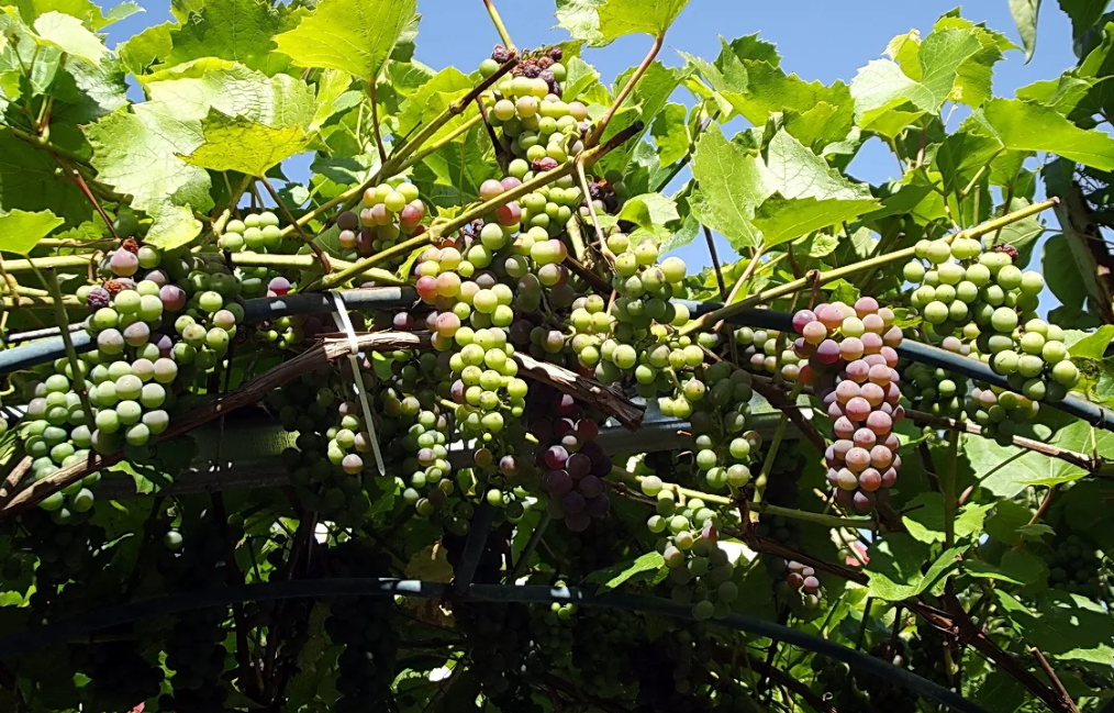 Домашний виноград комнатное растение фото