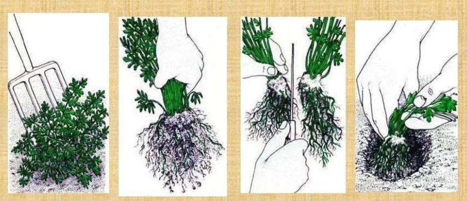 Этапы выращивания эстрагона из семян: выбор сортов, подготовка, посадка, уход