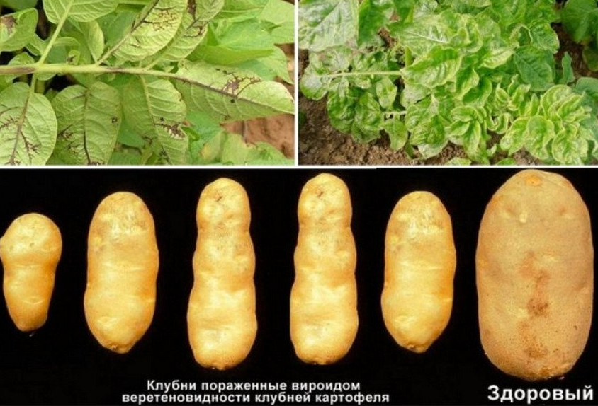 Заболевания картофеля и методы борьбы с ними