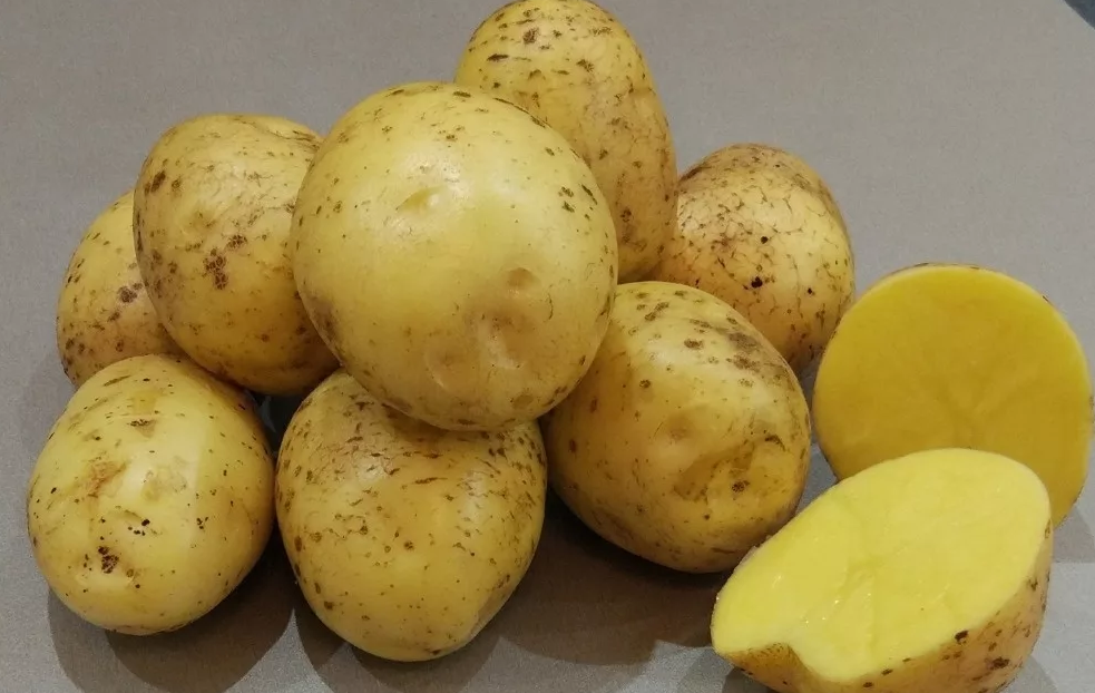 картофель гала семена
