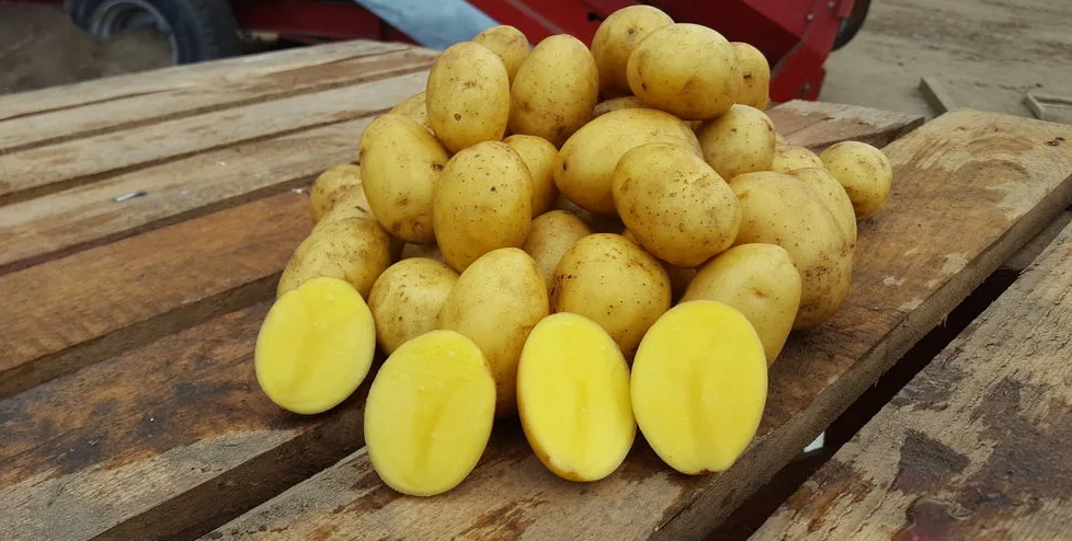 Сорт картофеля Гала: характеристики и особенности выращивания