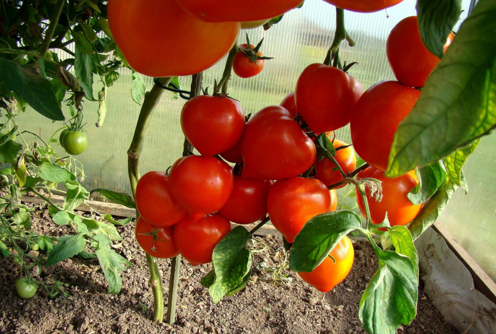 Фитофтора на помидорах: признаки, лечение и профилактика