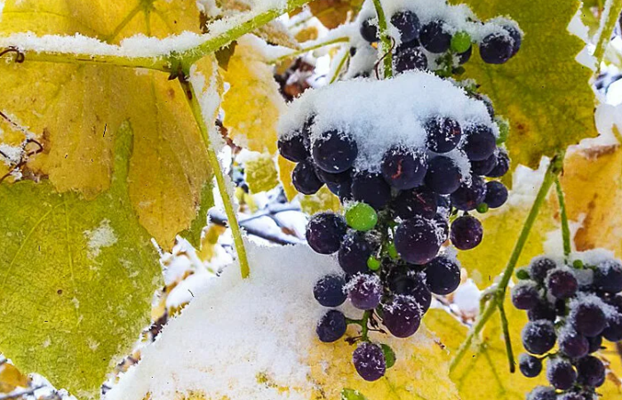 Укрытие винограда на зиму в Подмосковье