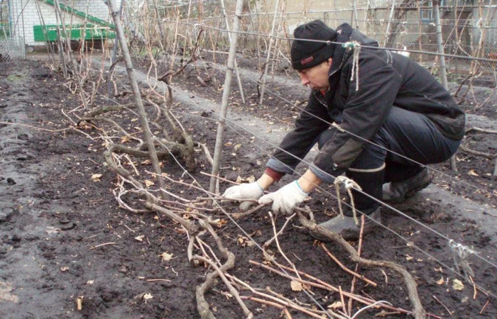 Укрытие винограда на зиму в Подмосковье