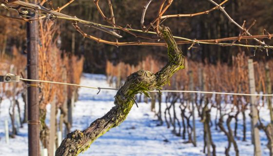 Обрезка винограда зимой: особенности и полезные советы