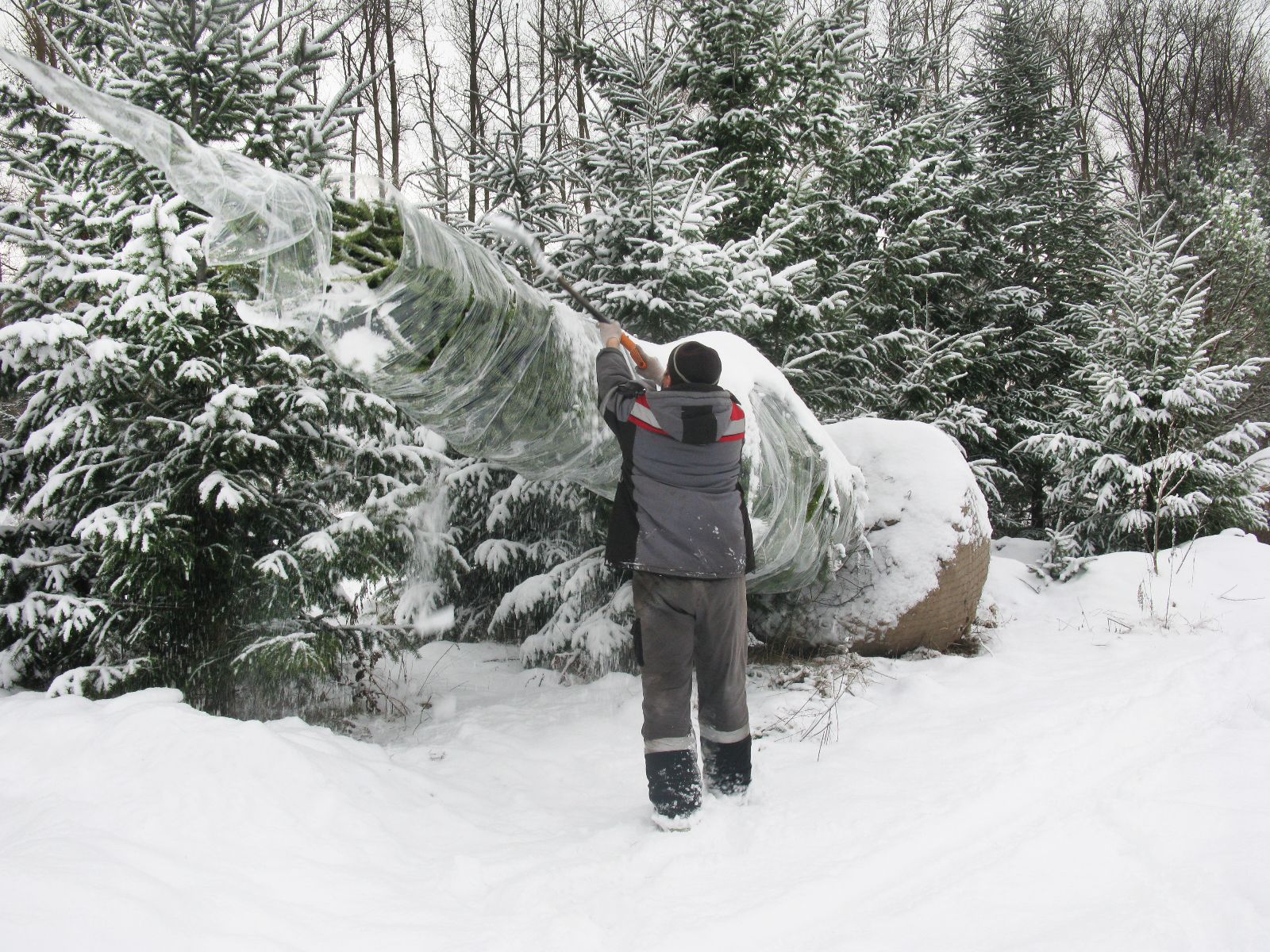 Пересадка деревьев в зимний период: особенности и советы