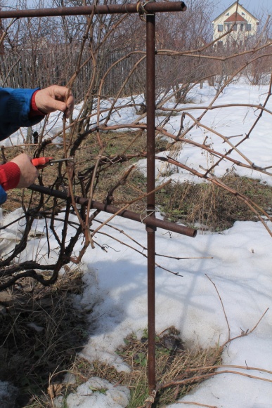 Обрезка винограда зимой: особенности и полезные советы
