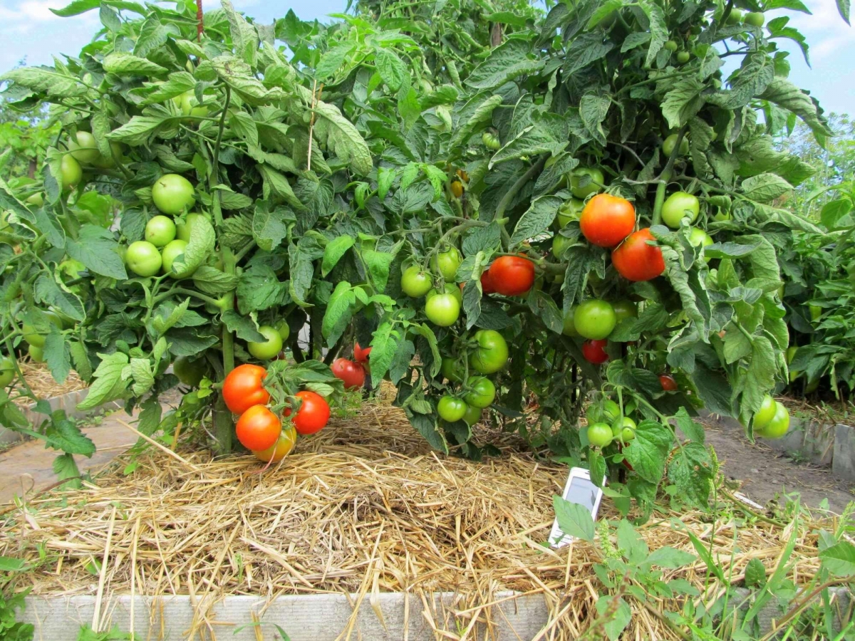 Томат «Любаша»: описание и урожайность сорта