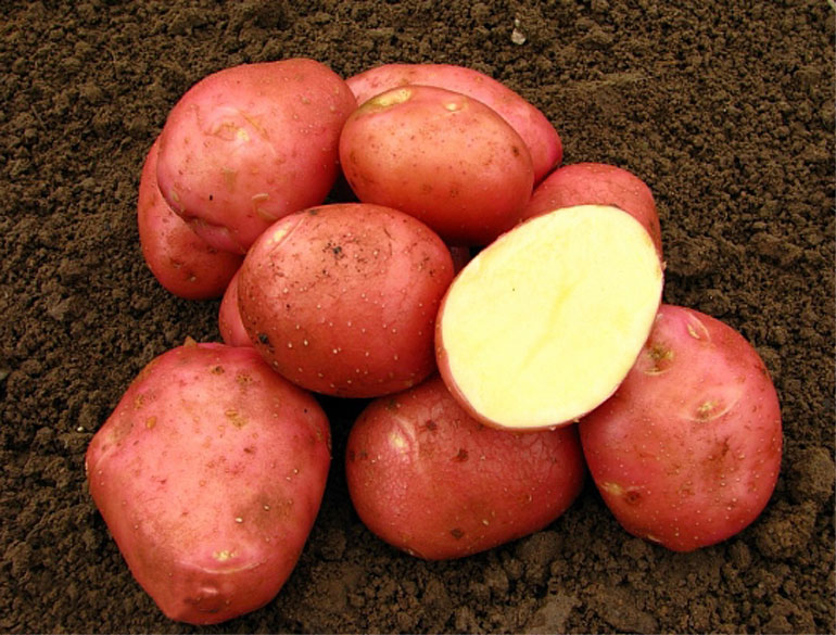 ТОП-15 элитных сортов картофеля