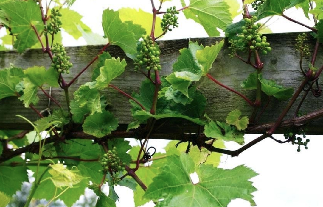 Шпалера для винограда своими руками: фото, чертежи, советы
