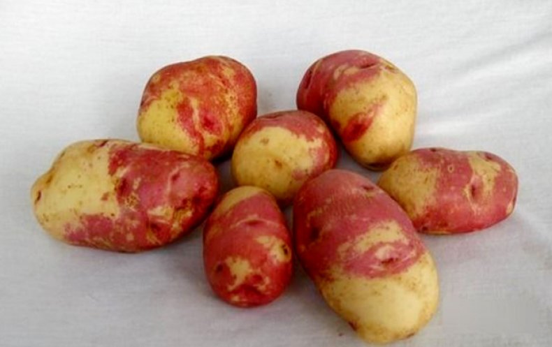 ТОП-15 элитных сортов картофеля
