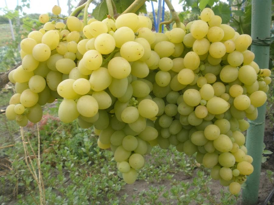 Виноград аркадия описание сорта, фото, отзывы: описание винограда иособенности выращивания, видео