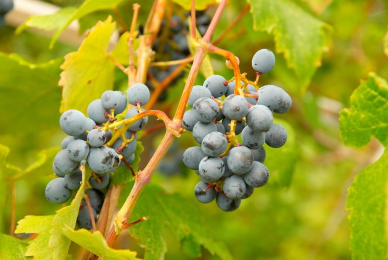 Виноград для Подмосковья: лучшие неукрывные сорта