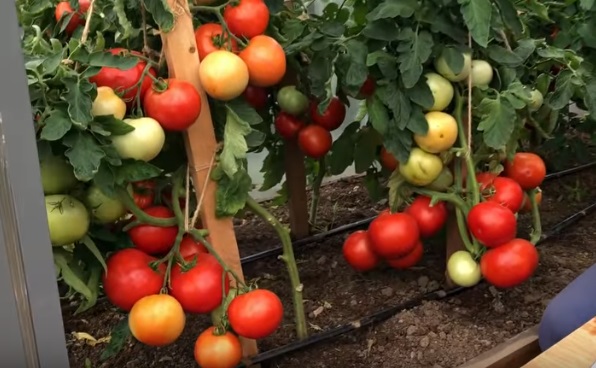 15 лучших сортов помидоров для теплиц