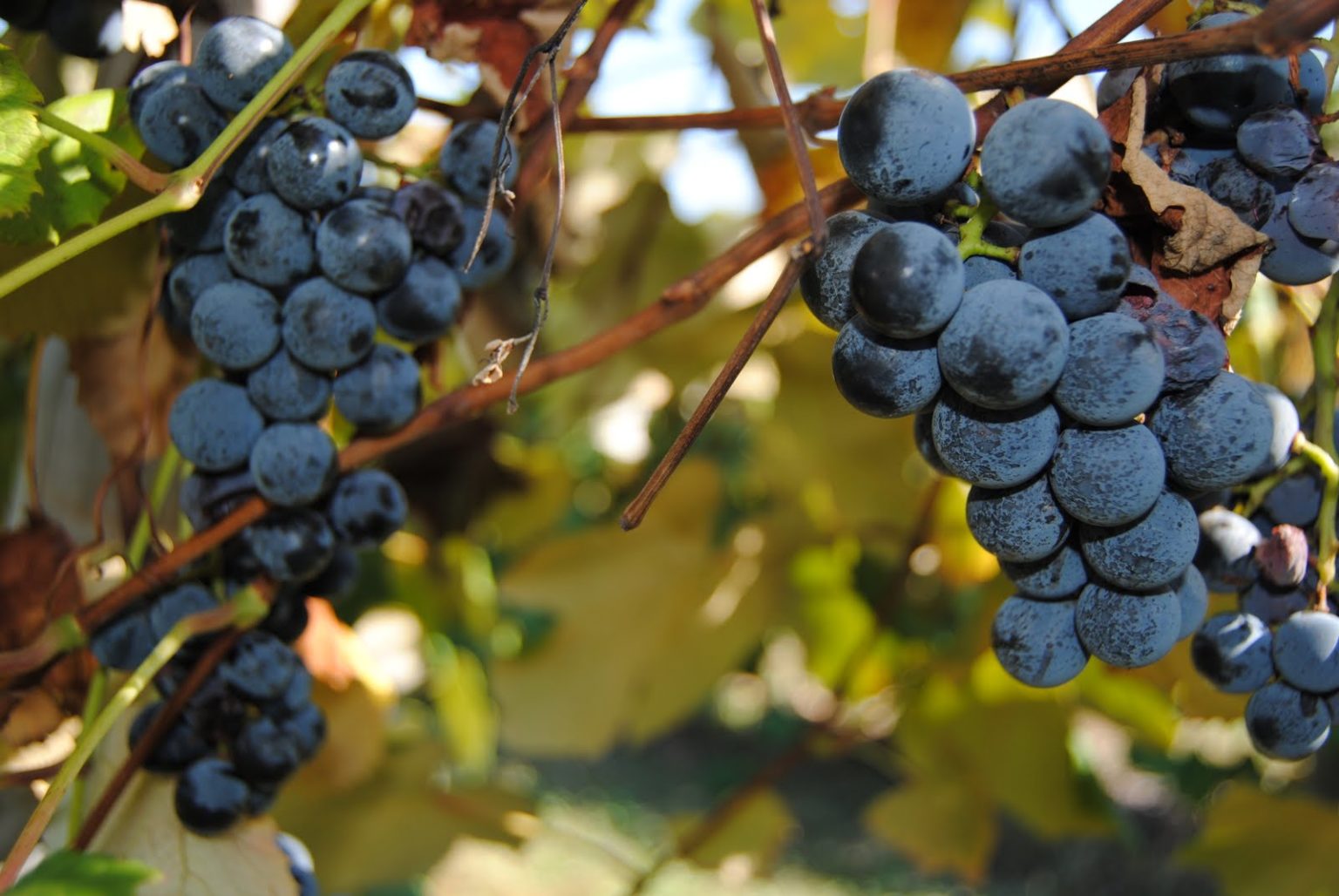 Сорта винограда для ленинградской области неукрывные с фото