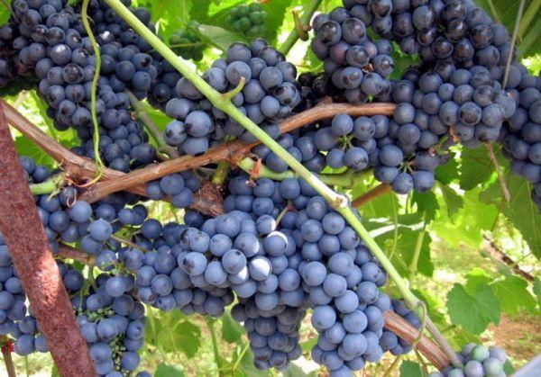 Виноград для Подмосковья: лучшие неукрывные сорта