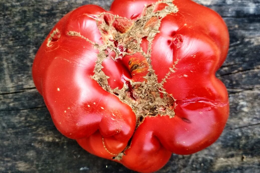 Cорта крупных мясистых и очень ранних томатов для открытого грунта