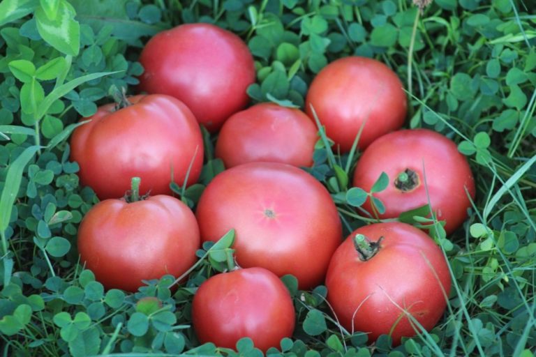 Томат Герцогиня Вкуса Отзывы Фото