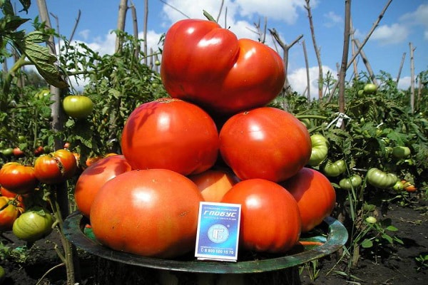 Cорта крупных мясистых и очень ранних томатов для открытого грунта
