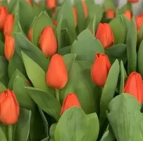 Тюльпаны: таинственное значение цвета
